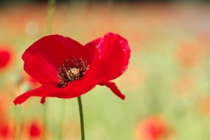 The importance of Remembrance