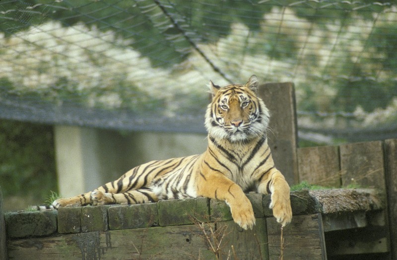 Should Zoos stay open? - St Mary's Calne Blogs & Logs