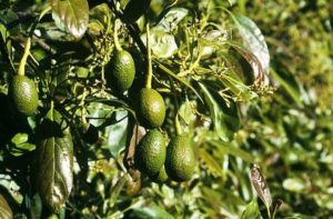 Avocados and the environmental impact